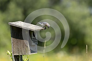 Eastern Bluebird nesting in an old birdhouse