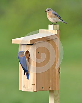 Eastern Bluebird Pair Building Nest