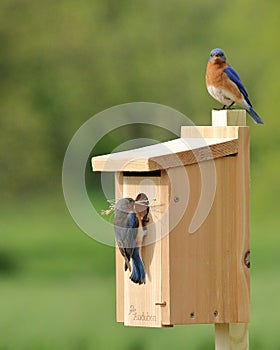 Eastern Bluebird Pair Building Nest