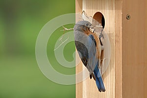 Eastern Bluebird Pair Building Nest