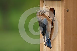 Eastern Bluebird Pair Building Nest