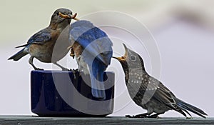 Eastern Bluebird pair with fledgling