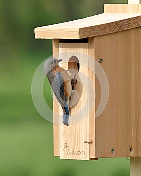 Eastern Bluebird Pair Selecting A Nest Box