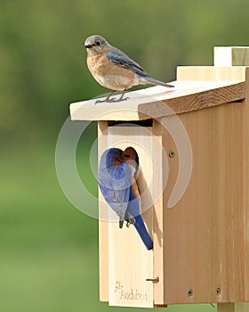 Eastern Bluebird Pair Selecting A Nest Box