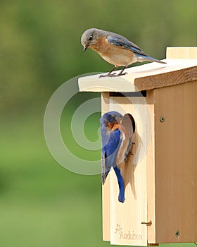 Eastern Bluebird Pair Selecting A Nest Box