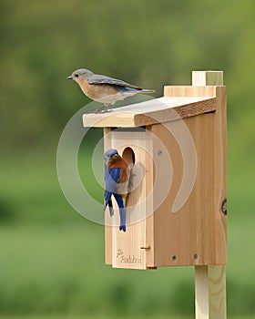 Eastern Bluebird Pair Selecting A Nest Box