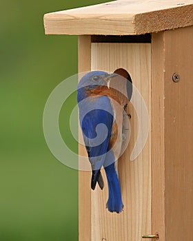 Eastern Bluebird Pair Selecting A Nest Box