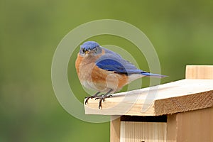 Eastern Bluebird Pair Selecting A Nest Box