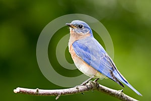Eastern Bluebird perched