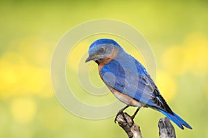 Eastern Bluebird perched