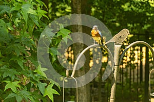 An Eastern Bluebird Perched on a Birdfeeder in Spring.