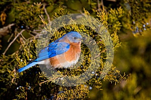 Eastern Bluebird perched on a branch