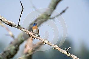 Eastern bluebird perched on branch