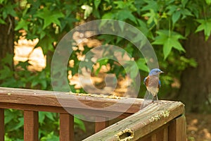 An Eastern Bluebird Perched on a Deck in Spring.