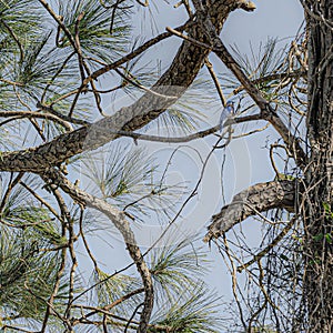 Eastern Bluebird Perched in a Florida Slash Pine Tree
