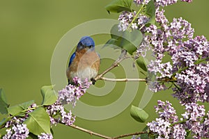 Eastern Bluebird Perched in Lilacs