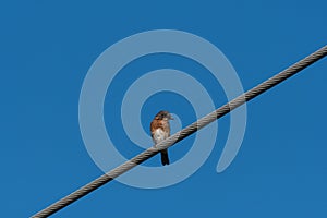 Eastern Bluebird perched on an overhead power cable