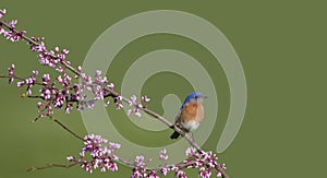 Eastern Bluebird Perched on Redbud Branch