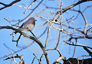 Eastern Bluebird perched on a tree branch in Texas winter