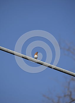 Eastern Bluebird Perched on Wire