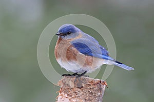 Eastern Bluebird Perching on a Branch