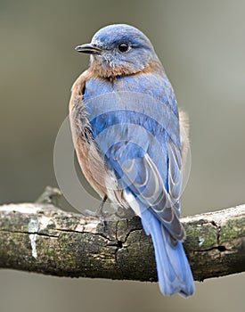 Eastern bluebird portrait