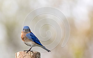 Eastern Bluebird portrait perched against clean muted background