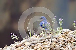 Eastern Bluebird on rock pile, Monroe Georgia USA