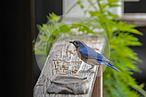 Eastern Bluebird searching for food.