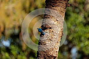 Eastern bluebird Sialia sialis