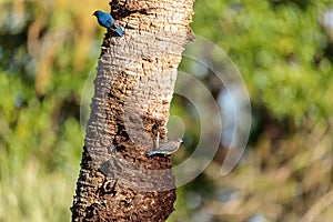 Eastern bluebird Sialia sialis