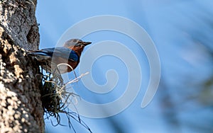 Eastern bluebird Sialia sialis