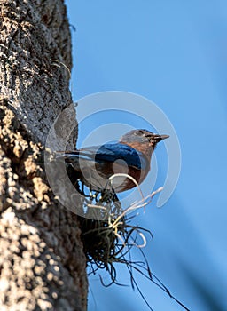 Eastern bluebird Sialia sialis