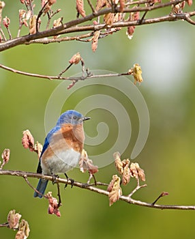 Eastern Bluebird, Sialia sialis