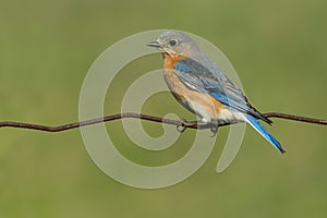 Eastern Bluebird - Sialia sialis