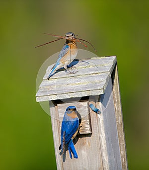 Eastern bluebird - Sialia sialis - adult male and female with pine needle nesting material for making a nest for babies in birdbox