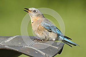 Eastern Bluebird (Sialia sialis) Drinking