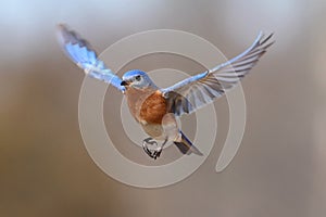 Eastern Bluebird Sialia sialis In Flight