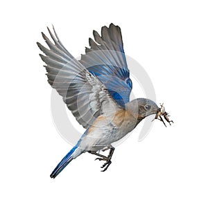 Eastern Bluebird - Sialia sialis -flying with two brown field crickets in her mouth isolated cutout on white background