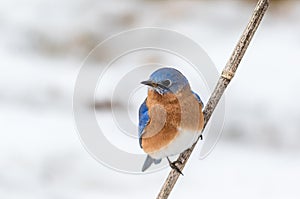 Eastern Bluebird male perched in February with snow on the ground photo