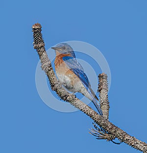 Eastern Bluebird Sialia sialis male perched On top of dead pine tree