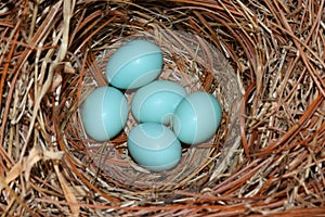 Eastern Bluebird (Sialia sialis) nest