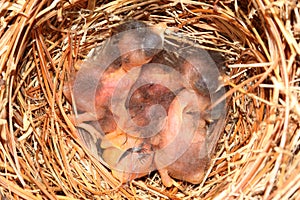 Eastern Bluebird (Sialia sialis) nest