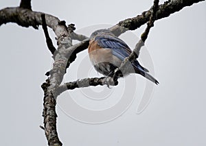 Eastern bluebird (Sialia sialis) perched on a branch in Fishers, Indiana