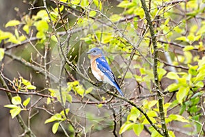 An Eastern Bluebird Sialia sialis Perches on a Branch at Stroud Preserve, Chester County, Pennsylvania, USA
