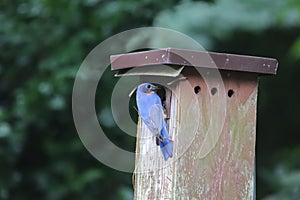 Eastern Bluebird Sialia sialis sialisbermudensis 1