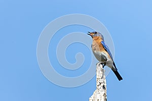 An eastern bluebird Sialia sialis singing from atop a perch in Huntley Meadows Park, Alexandria, Virginia, USA