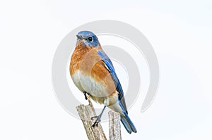 Eastern bluebird (Sialia sialis) sitting on a branch isolated on white background with copyspace
