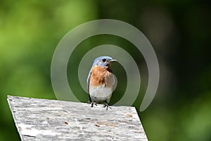 Eastern Bluebird sits perched on the roof of a bird house