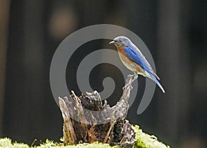 Eastern Bluebird sits on a stump searching for food.